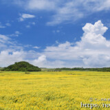新城のヒマワリ畑