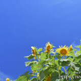 青空とひまわりの花