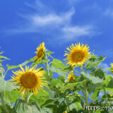 青空とひまわりの花