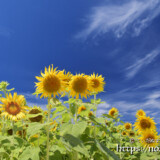 青空とヒマワリの花たち