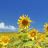 青空とひまわりの花たち