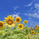 青空とヒマワリの花たち