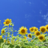 青空とヒマワリの花たち