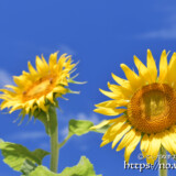 太陽をみつめるヒマワリの花