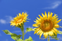 太陽をみつめるヒマワリの花