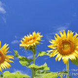 青空とヒマワリの花