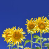 青空とヒマワリの花