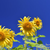 太陽を見上げるヒマワリの花