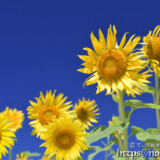 青空とヒマワリの花