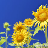 太陽をみつめるひまわりの花