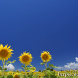 青空とヒマワリの花