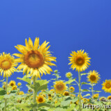 青空とヒマワリの花たち