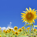 青空とひまわりの花