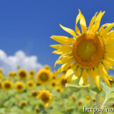 青空とヒマワリの花