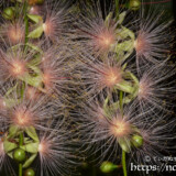 花火のようなサガリバナ