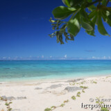 モンパの木陰から