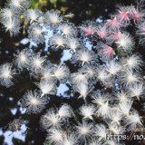 水面に浮かぶサガリバナ