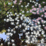 水面に浮かぶサガリバナ