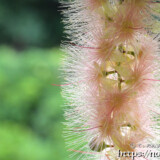 サガリバナの花