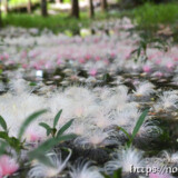 水面に降り積もるサガリバナ