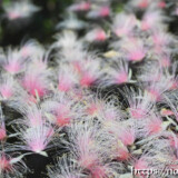 水面に浮かぶサガリバナ