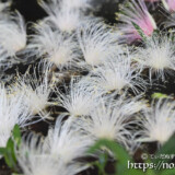 可憐なサガリバナの花