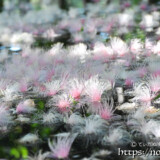 水面に降り積もったサガリバナ