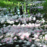 水面に降り積もったサガリバナ
