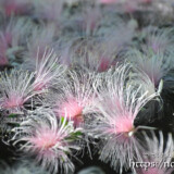 花火のようなサガリバナの花