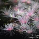 花火のような水面のサガリバナ