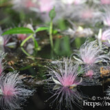 花火のようなサガリバナの花