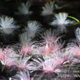 花火のようなサガリバナの花