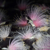 花火のようなサガリバナの花