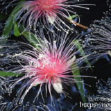 花火のようなサガリバナの花