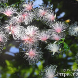 水面に浮かぶサガリバナ