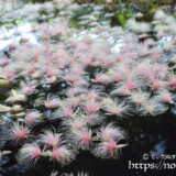 水面のサガリバナ