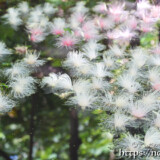 水面に降り積もるサガリバナ