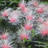 花火のようなサガリバナの花