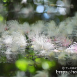 朝日をあびる水面のサガリバナ