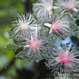 水面に浮かぶ可憐な花