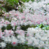 水面に降り積もるサガリバナ
