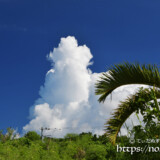 椰子と入道雲