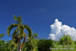 椰子と入道雲