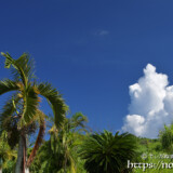 椰子と入道雲
