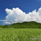 さとうきび畑と入道雲