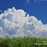 さとうきび畑の入道雲