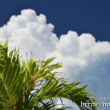 椰子の葉と入道雲