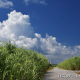 さとうきび畑と入道雲