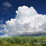 さとうきび畑の巨大な入道雲