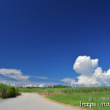 さとうきび畑と入道雲